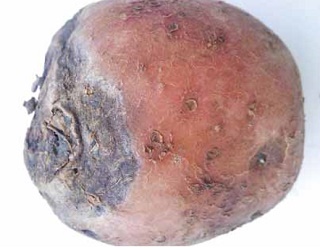 Через фузаріозну столонну гниль картопля може взагалі не прорости